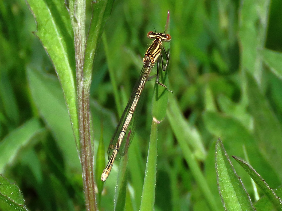 Platycnemis_pennipes